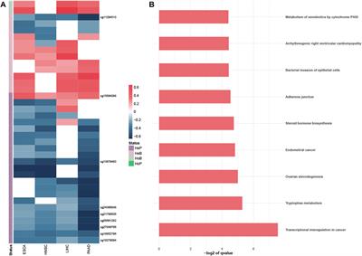 Integrated analysis reveals common DNA methylation patterns of alcohol-associated cancers: A pan-cancer analysis